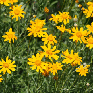 Oregon Sunshine (Eriophyllum lanatum): Seed Packet