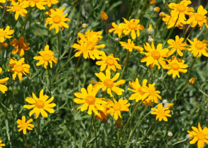 Oregon Sunshine (Eriophyllum lanatum): Seed Packet
