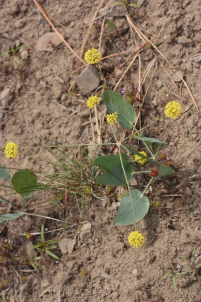 Barestem Biscutroot (Lomatium nudicaule): Seed Packet - Image 3