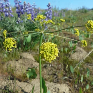 Barestem Biscutroot (Lomatium nudicaule): Seed Packet