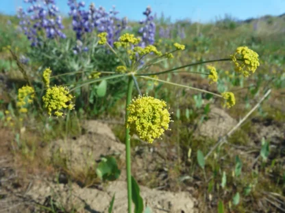 Barestem Biscutroot (Lomatium nudicaule): Seed Packet