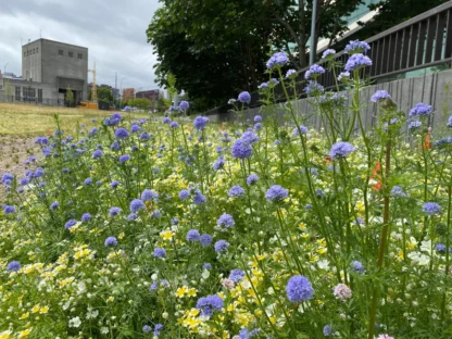 Native Pollinator Meadow Seed Mix: 100 sq ft - Image 3