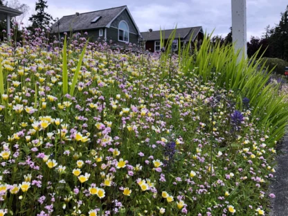 Native Pollinator Meadow Seed Mix: 100 sq ft - Image 2
