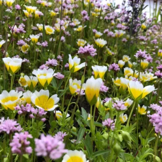 Native Pollinator Meadow Seed Mix: 400 sq ft