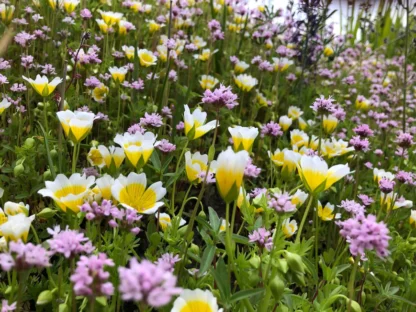 Native Pollinator Meadow Seed Mix: 100 sq ft
