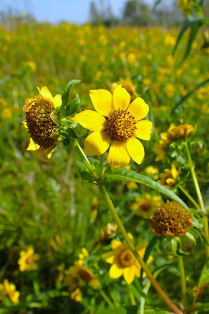 Nodding Bur-Marigold (Bidens cernua): Seed Packet - Image 3