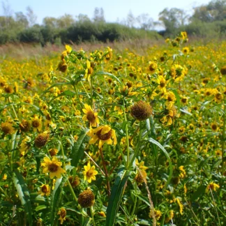 Nodding Bur-Marigold (Bidens cernua): Seed Packet