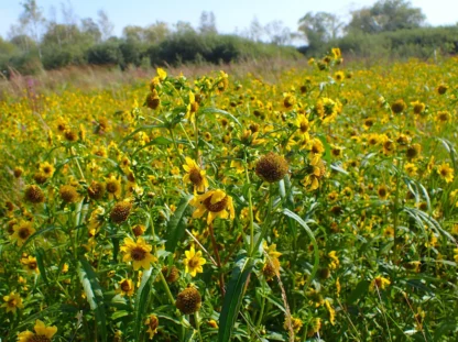 Nodding Bur-Marigold (Bidens cernua): Seed Packet