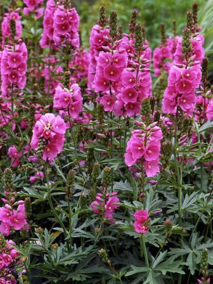 Rose Checkermallow (Sidalcea malviflora): Seed Packet - Image 2