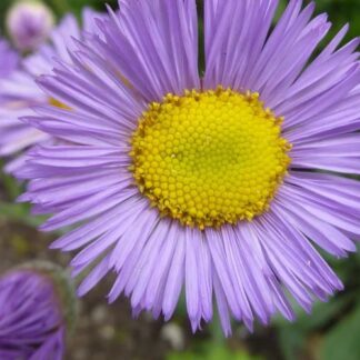 Showy Fleabane  (Erigeron speciosus): Seed Packet