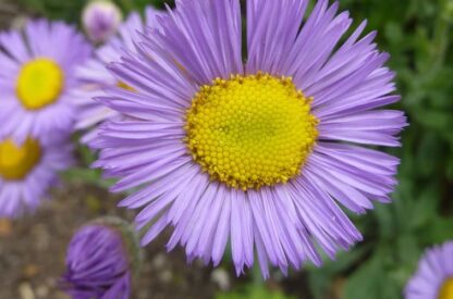 Showy Fleabane  (Erigeron speciosus): Seed Packet