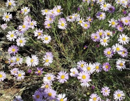 Showy Fleabane  (Erigeron speciosus): Seed Packet - Image 2