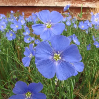Wild Blue Flax (Linum Lewisii): Seed Packet