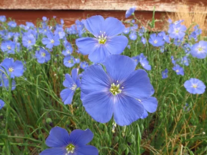 Wild Blue Flax (Linum Lewisii): Seed Packet