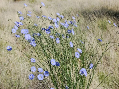 Wild Blue Flax (Linum Lewisii): Seed Packet - Image 3