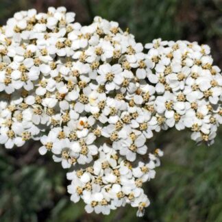 Western Yarrow (Achillea millefolium): Seed Packet