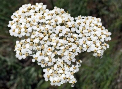 Western Yarrow (Achillea millefolium): Seed Packet