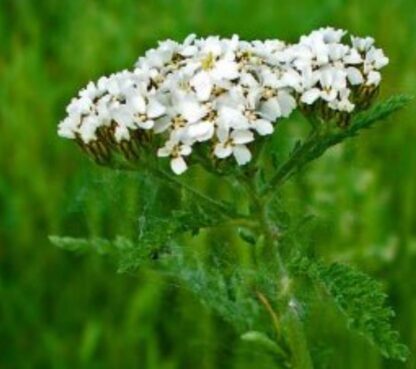 Western Yarrow (Achillea millefolium): Seed Packet - Image 2