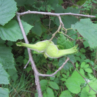 Beaked Hazelnut (Corylus cornuta): Bundle of 10