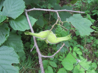 Beaked Hazelnut (Corylus cornuta): Bundle of 10