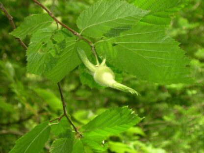 Beaked Hazelnut (Corylus cornuta): Bundle of 10 - Image 2