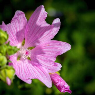 Dwarf Checkerbloom (bundle of 5)