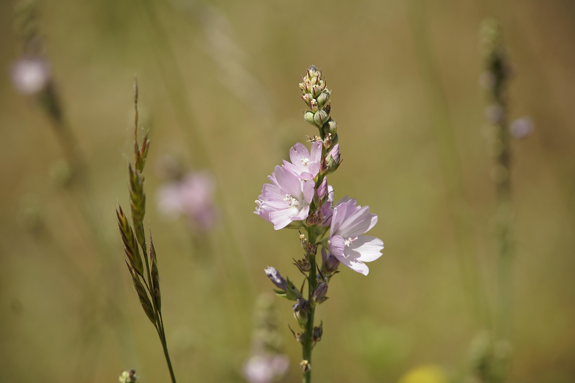 Dwarf Checkerbloom (bundle of 5) - Image 2