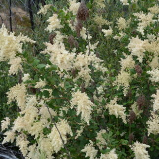 Oceanspray (Holodiscus discolor)- Bundles of 10