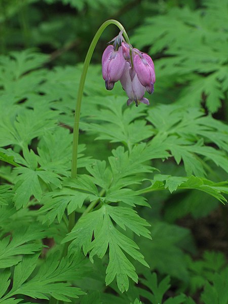 Bleeding Heart (Dicentra formosa): Bundle of 10 - Image 2