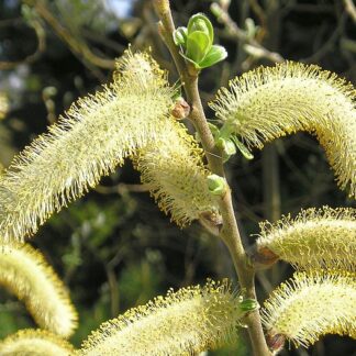 Hooker’s Willow (Salix hookeriana): Bundle of 10