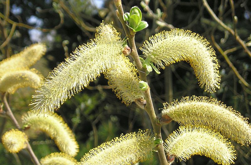 Hooker’s Willow (Salix hookeriana): Bundle of 10