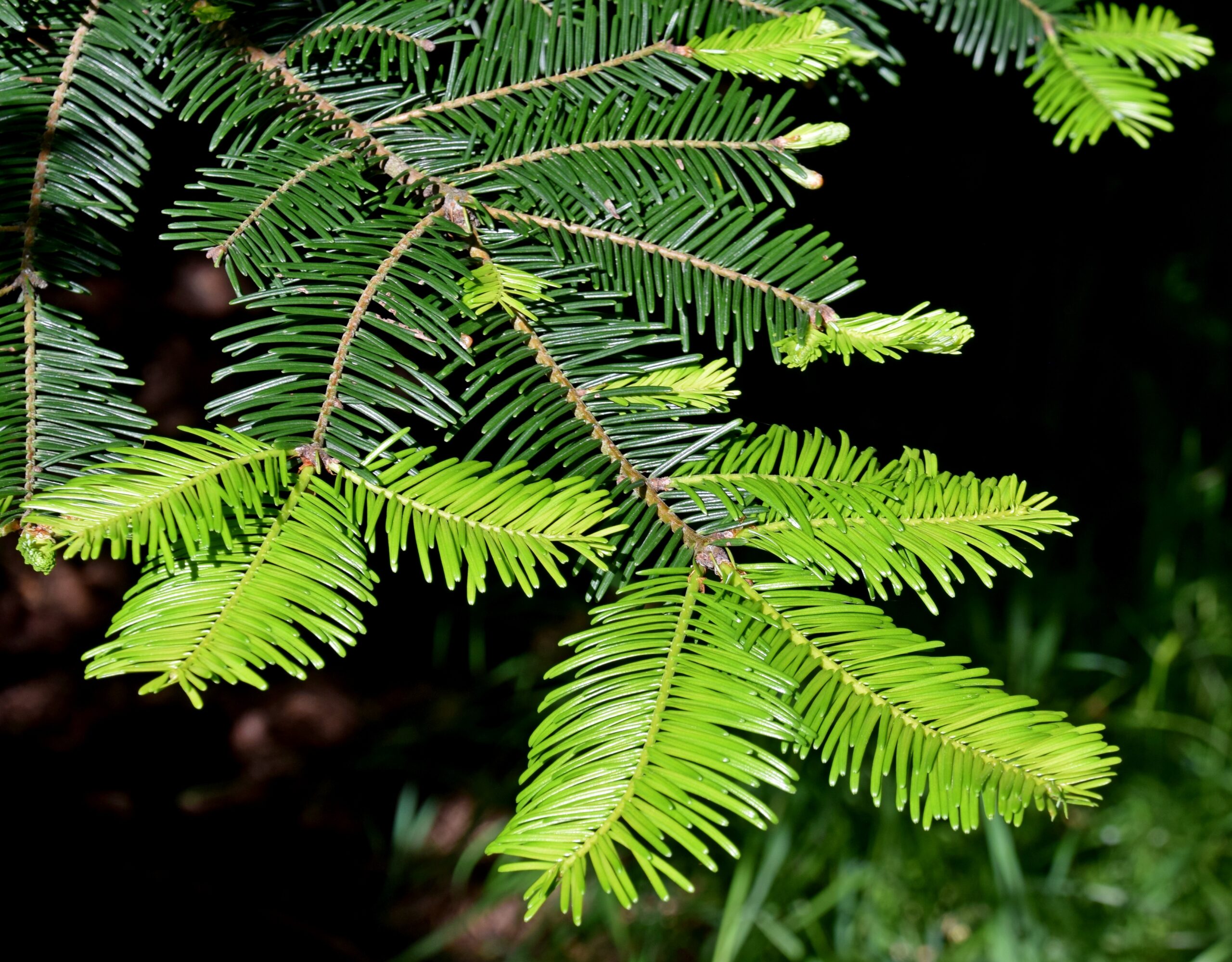 Grand Fir (Abies grandis): Bundle of 25 - Image 2