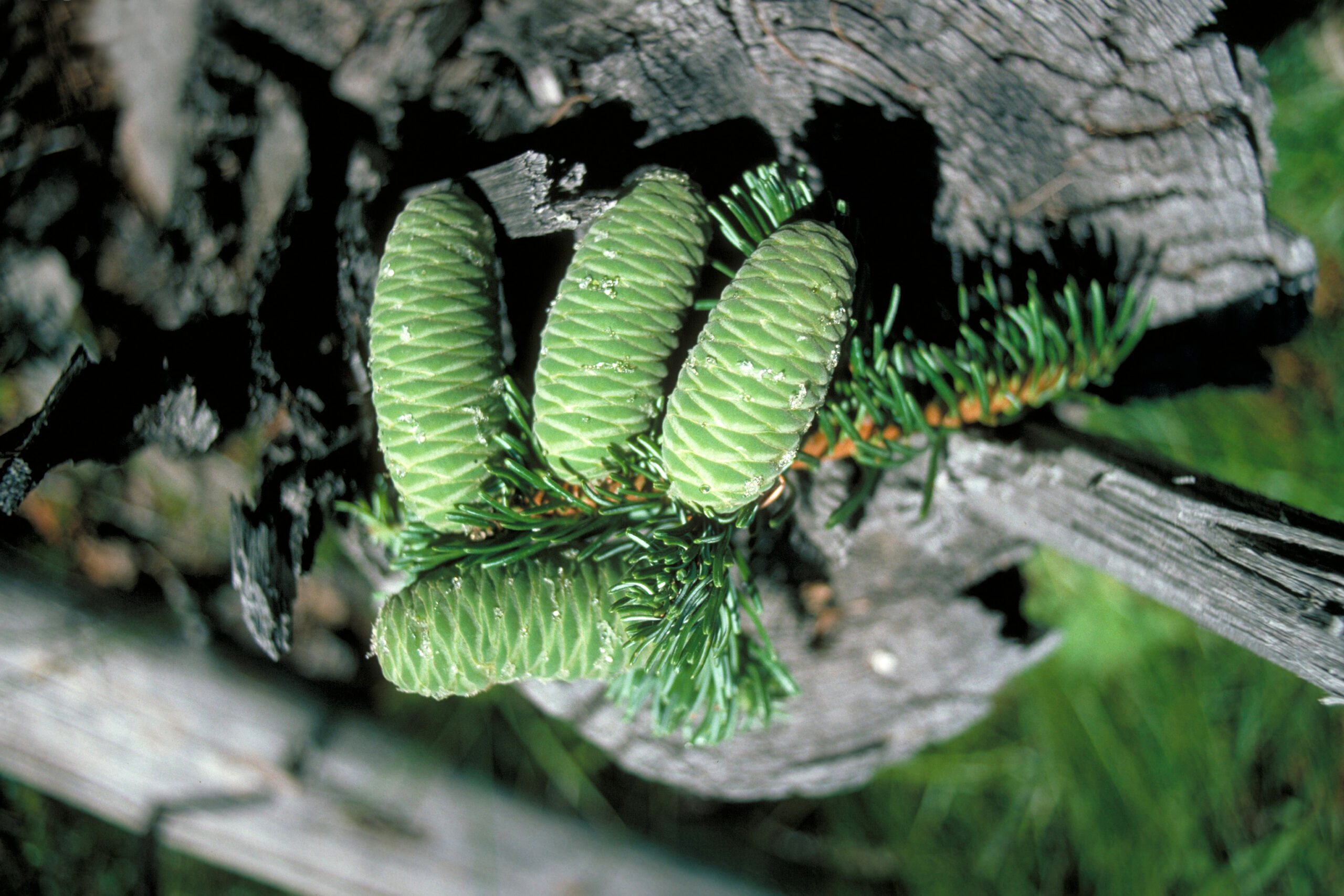 Grand Fir (Abies grandis): Bundle of 25 - Image 3