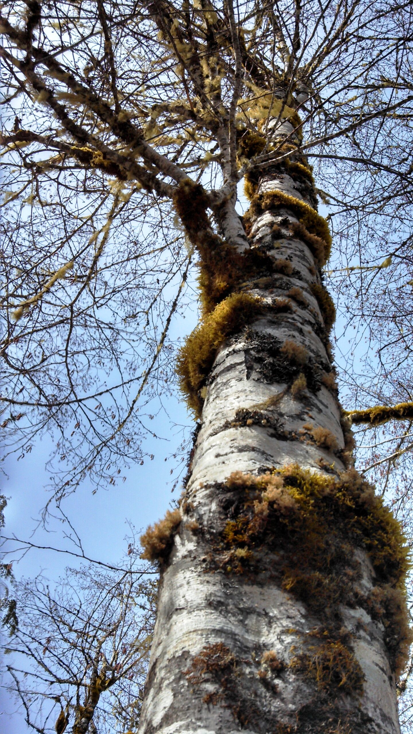Red Alder (Alnus rubra): Bundle of 10 - Image 2