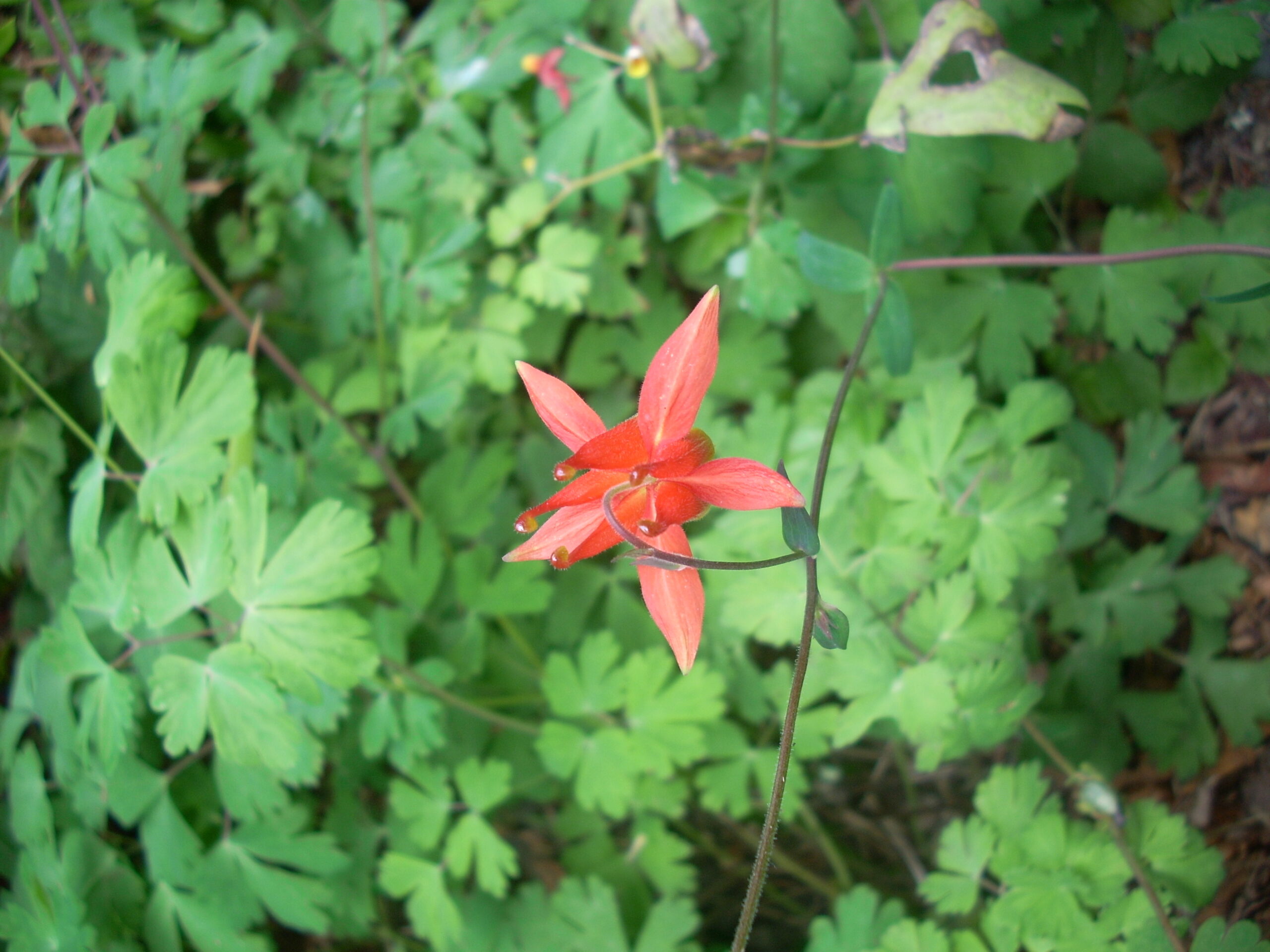 Aquilegia Formosa (Western Columbine): Bundle of 5 - Image 2