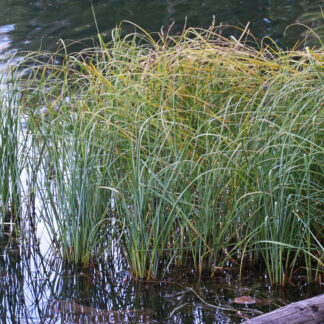 Sitka Sedge (Carex aquatilis v. dives [C. sitchensis]): Bundle of 5