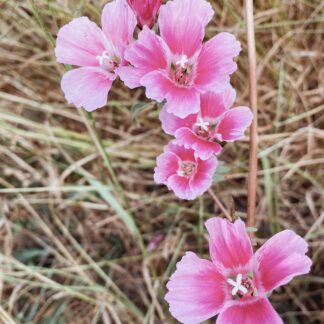 Farewell to Spring (Clarkia amoena): Seed Packet