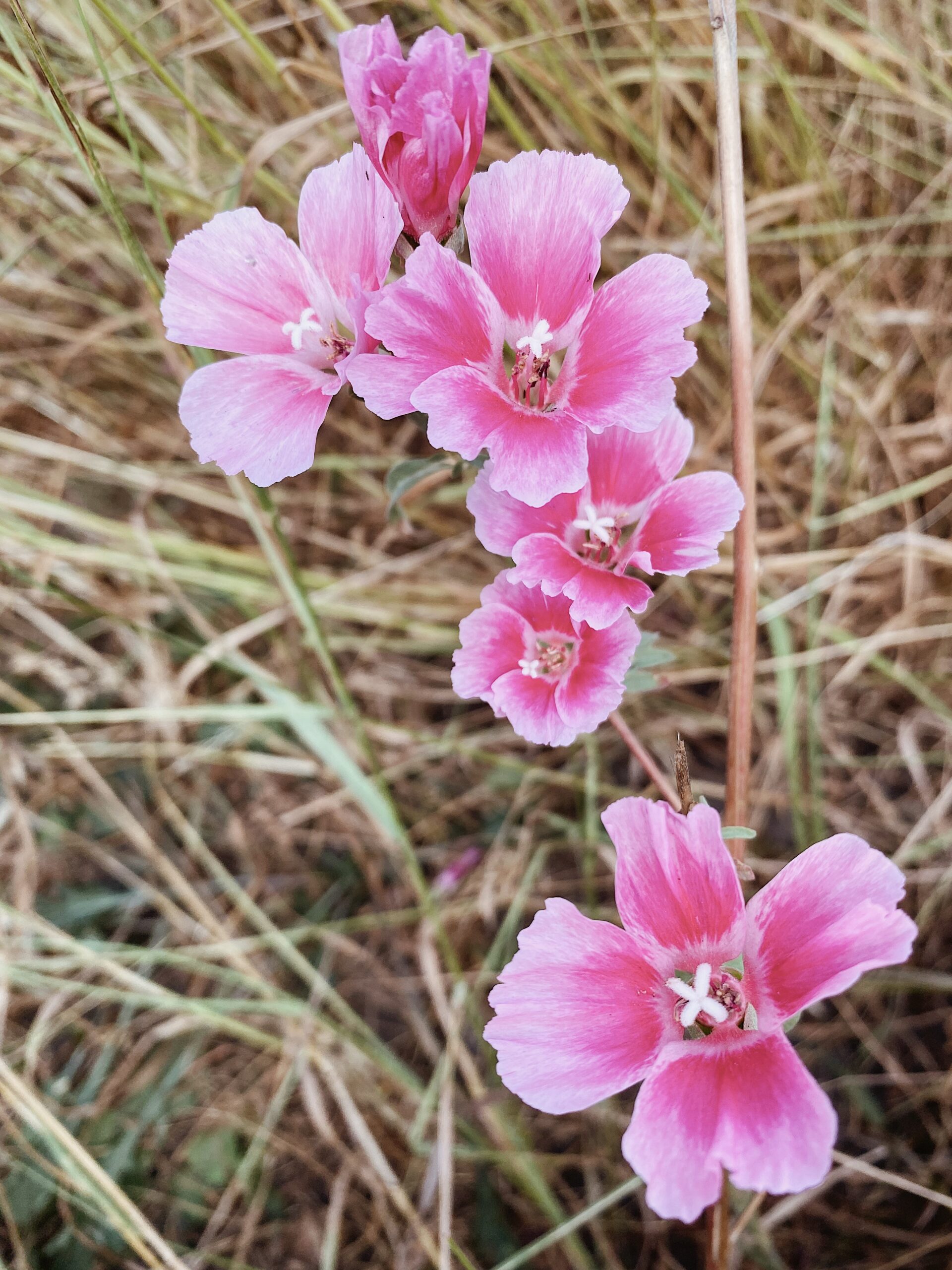 Farewell to Spring (Clarkia amoena): Seed Packet