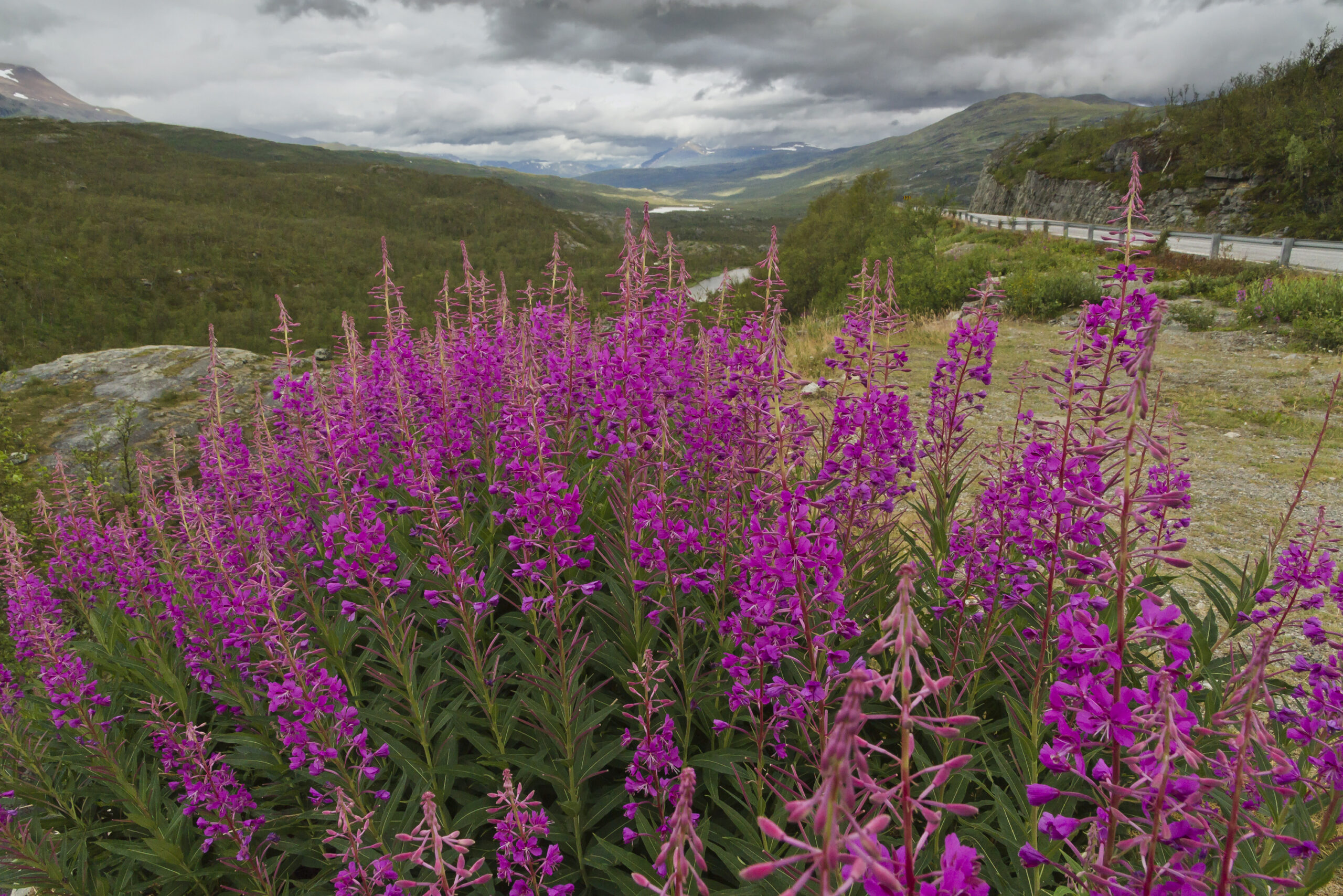 Fireweed (Chamaenerion angustifolium): Bundle of 5