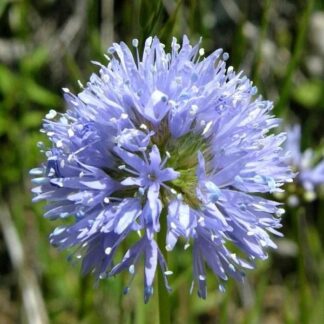 Globe Gilia (Gilia capitata): Seed Packet