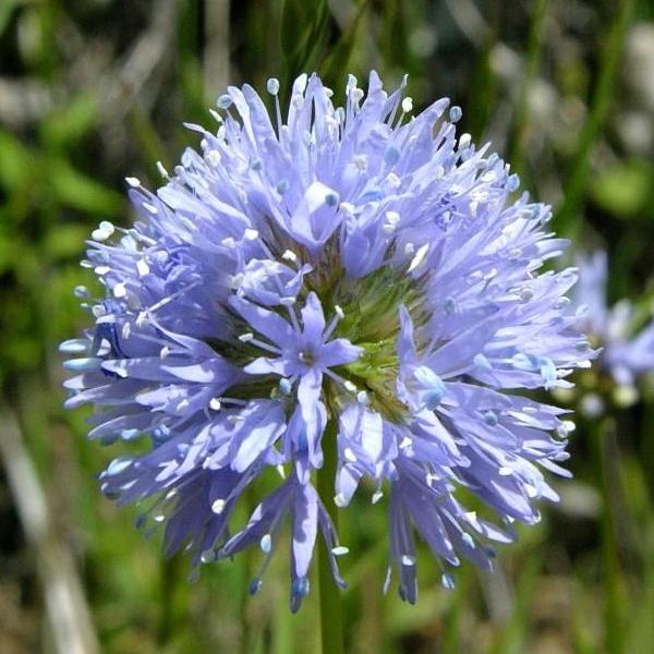 Globe Gilia (Gilia capitata): Seed Packet