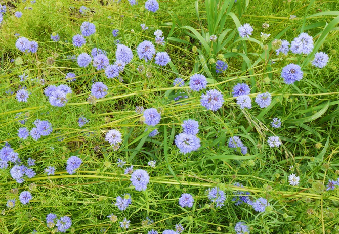 Globe Gilia (Gilia capitata): Seed Packet - Image 2