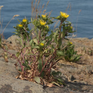 Puget Sound Gumweed (Grindelia integrifolia): Bundle of 5