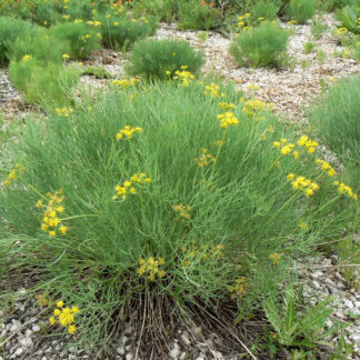 Nine-leaf Biscuitroot (Lomatium triternatum): Seed Packet