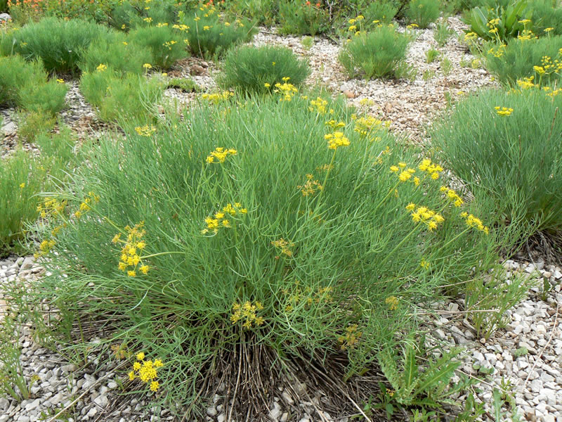 Nine-leaf Biscuitroot (Lomatium triternatum): Seed Packet