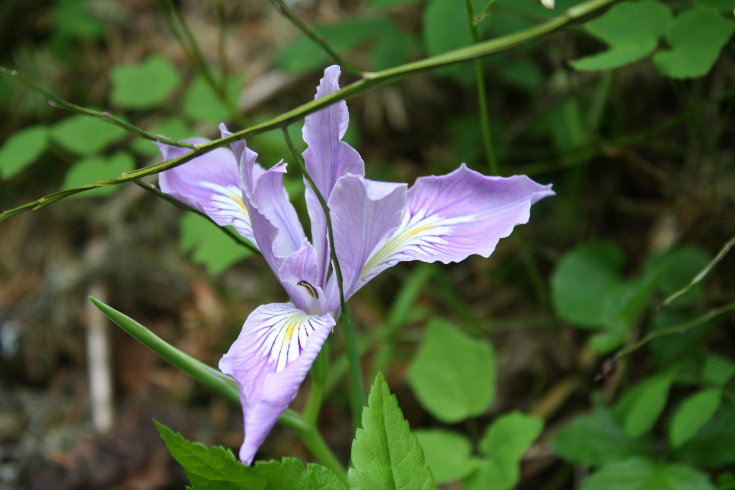 Oregon Iris (Iris Tenax): Seed Packet - Image 2
