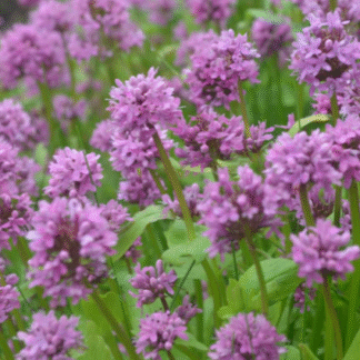 Seablush (Plectritis congesta): Seed Packet