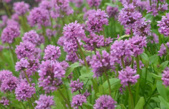 Seablush (Plectritis congesta): Seed Packet