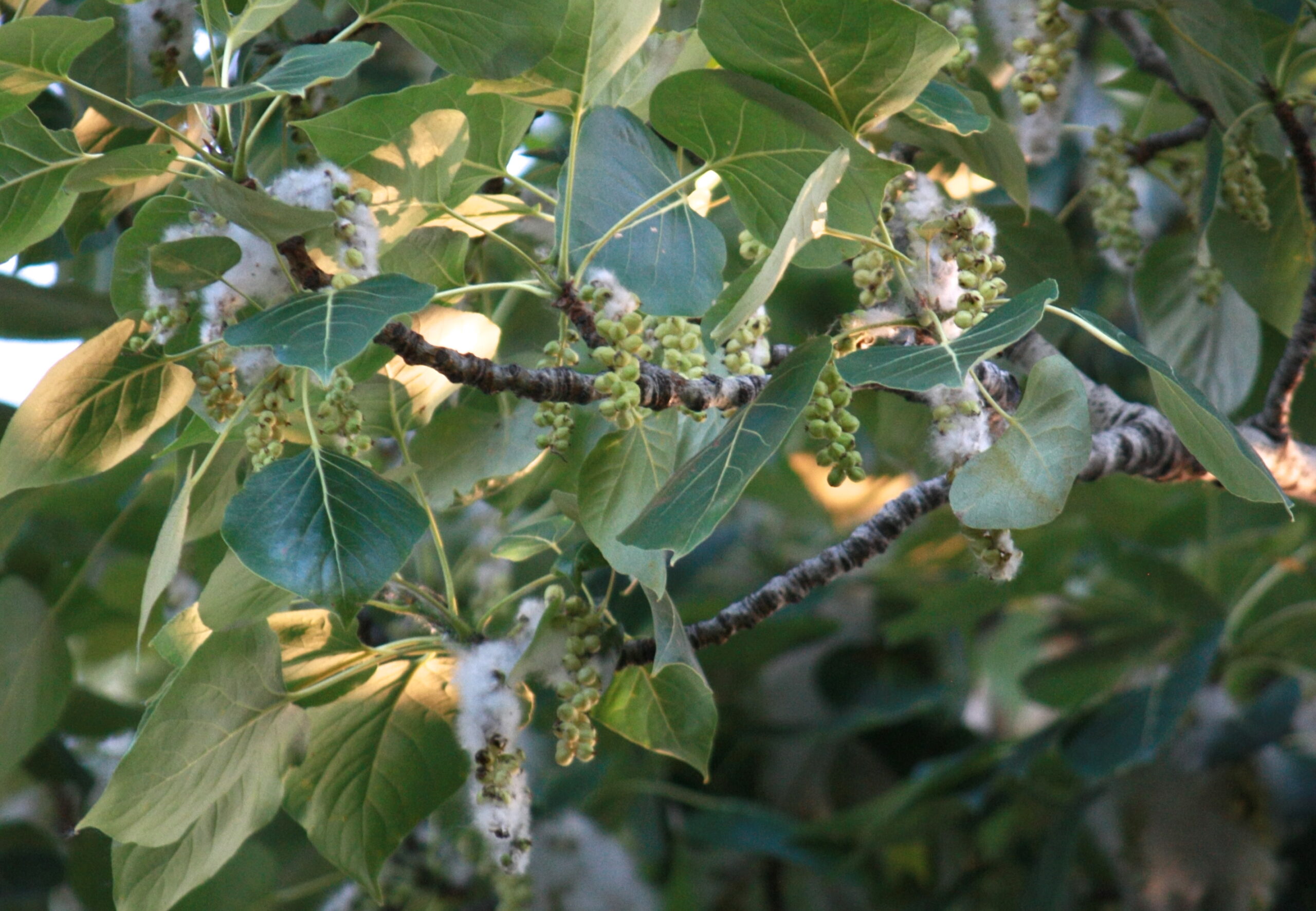 Black Cottonwood (Populus balsamifera): Bundle of 10