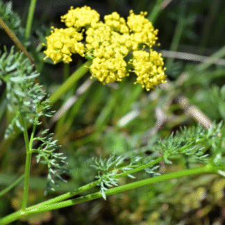 Spring Gold (Lomatium utriculatum): Seed Packet